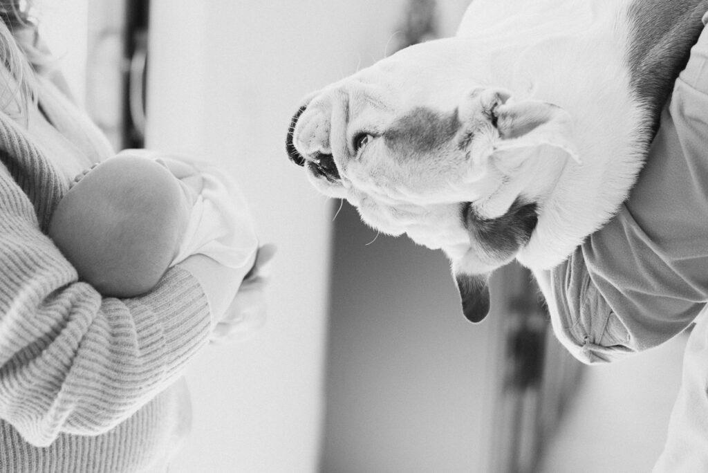 English Bulldog held by dad leaning over to look at newborn baby held by mom