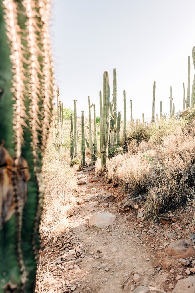 sea of saguaros at jewel of the creek preserve