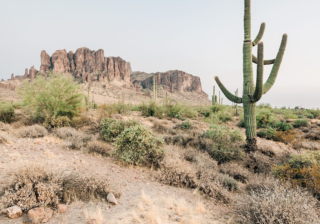 supersition mountain range and saguaro cactus in foreground
