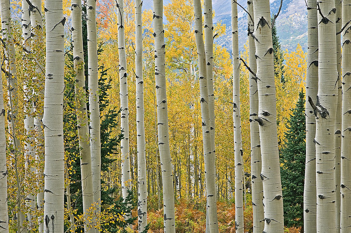 Favorite fall events in phoenix: viewing Gold Aspen trees in forest