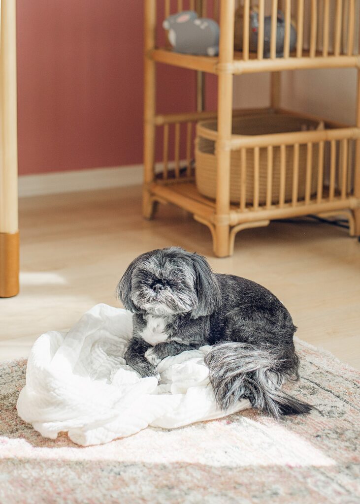 Dog laying in nursery for in-home newborn session.