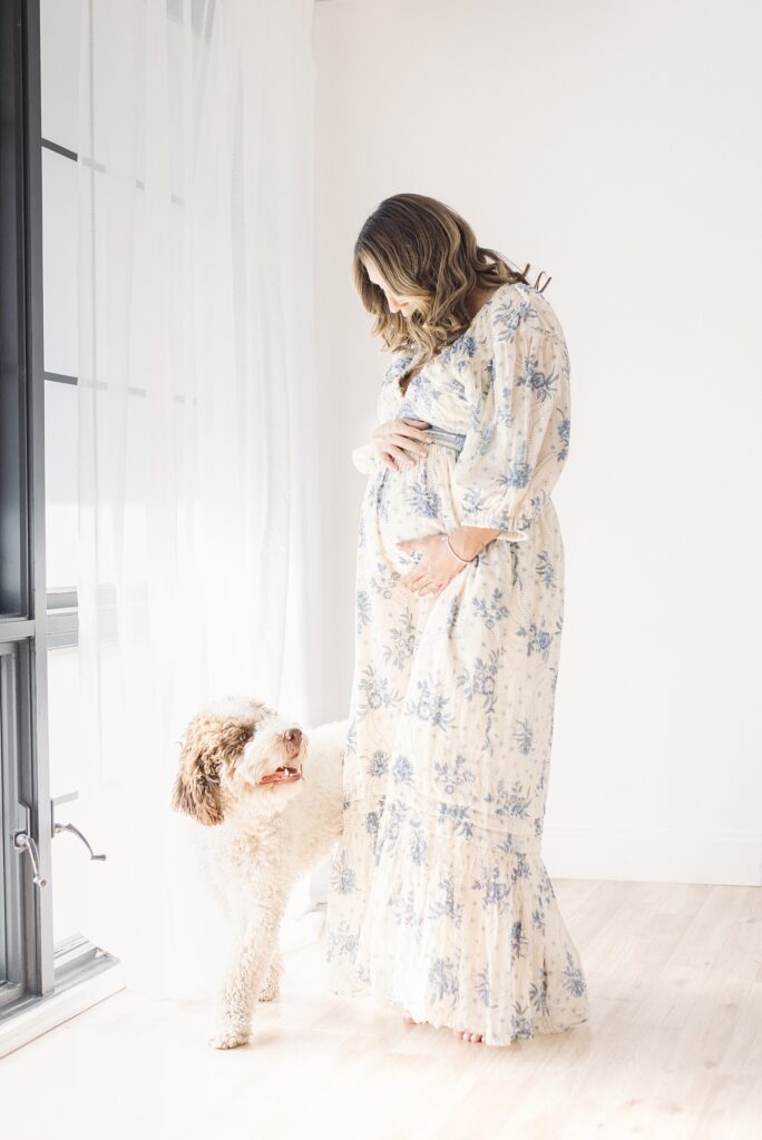 Bernadoodle excitedly looks up at mom's baby bump during maternity photos